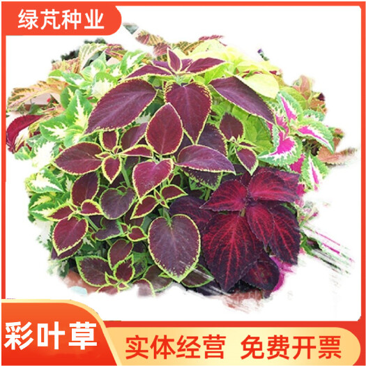 彩叶草种子净化空气喜阳耐晒庭院阳台花好看好养五彩苏观叶种子