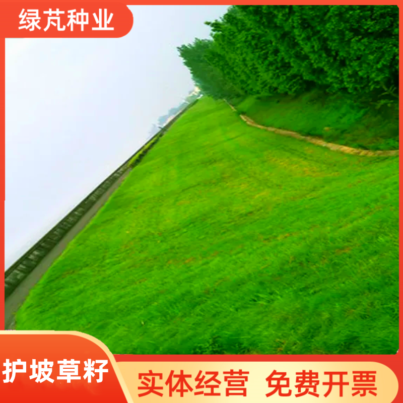 沭阳县护坡草种子矿山修复山坡高速道路两旁护坡草种免费开票