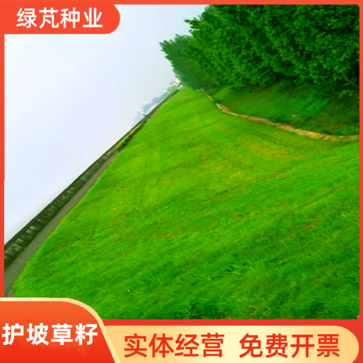 护坡草种子矿山修复山坡高速道路两旁护坡草种免费开票