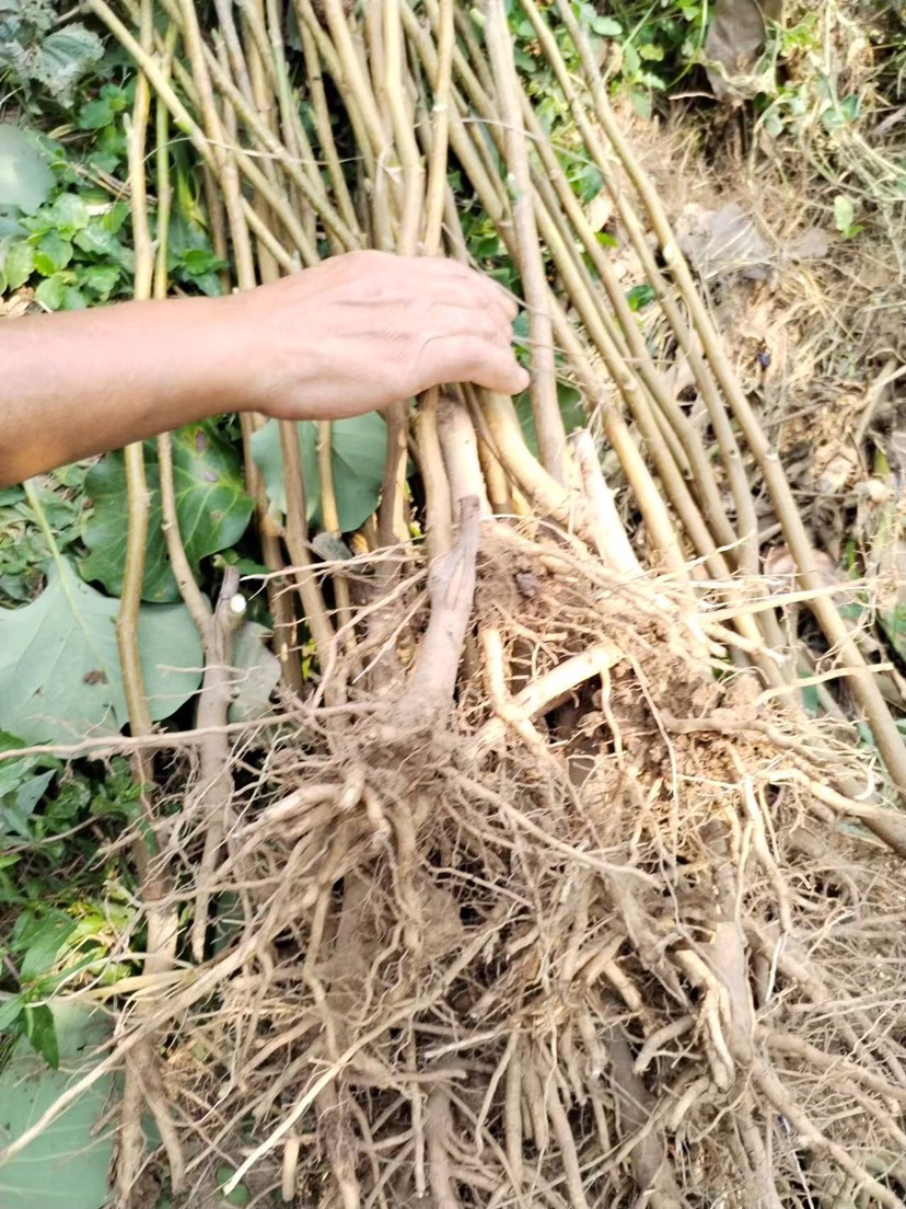 娇红一号树苗，1米到1.5米高度，红玉兰苗，自家嫁接，批发价