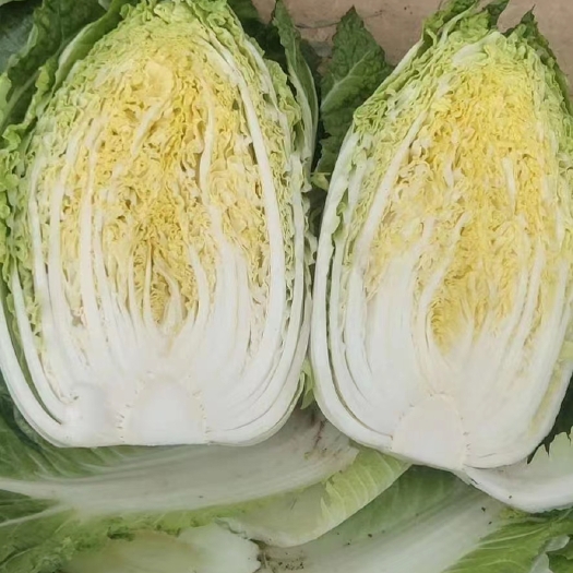 临洮县黄心白菜