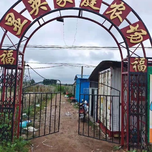 莱阳市自家农场正宗莱阳秋月梨，黄金梨
