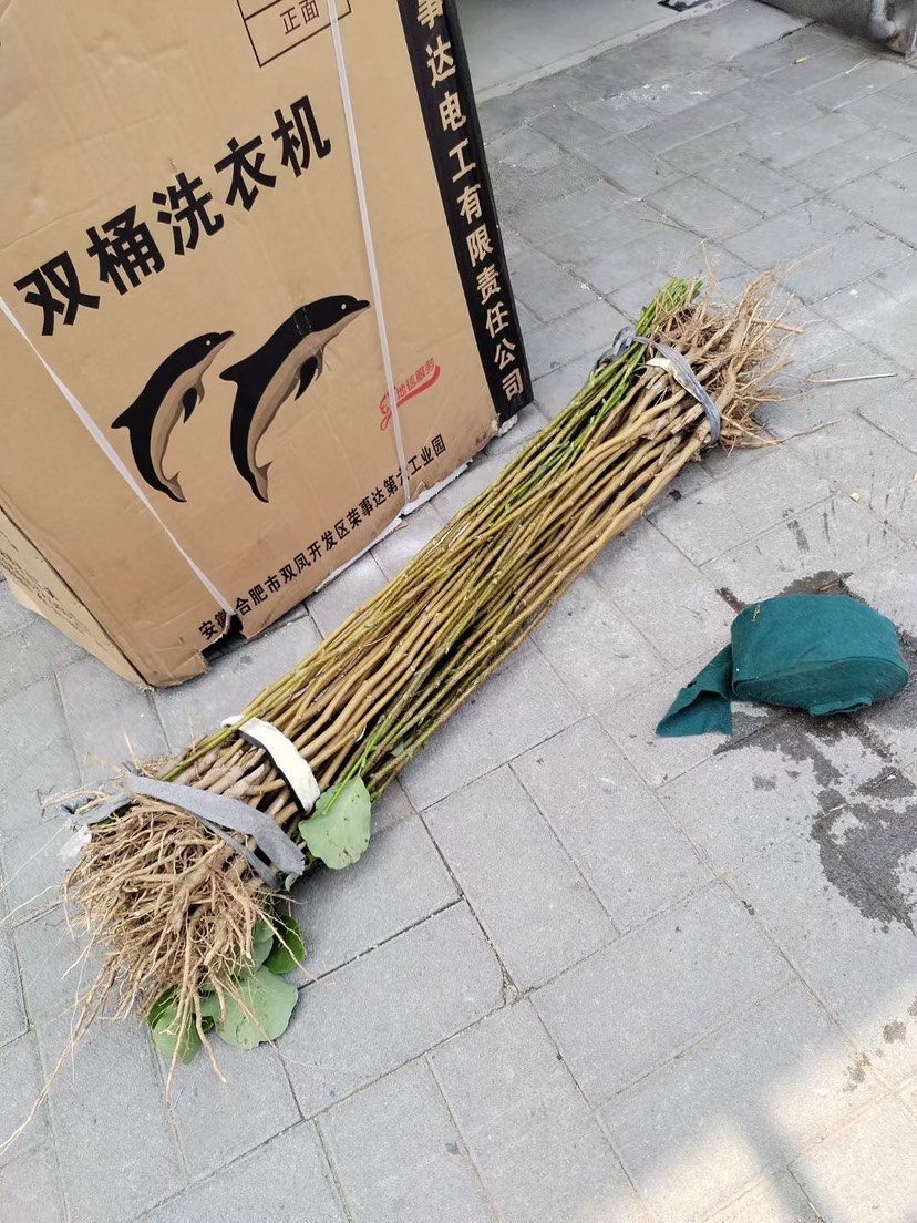 娇红一号树苗，1米到1.5米高度，红玉兰苗，自家嫁接，批发价