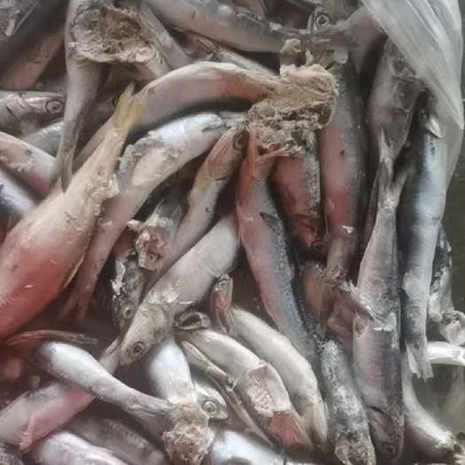 庄河市大连库冻出水烂，品质好价格低，中小条适合螃蟹狐狸养殖