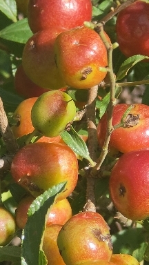 白山钙果苗，出售新钙果苗，果个大，产量高果可以鲜食和深加工