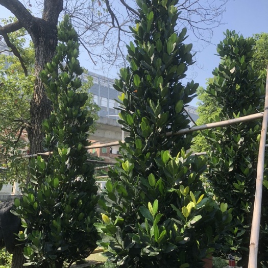佛山福木苗 福木