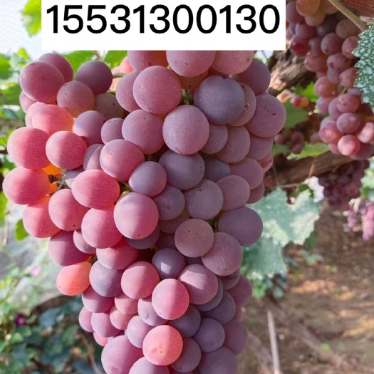 涿鹿县我家葡萄品种众多：白玛奶，红地球，美人指，玛奶王，龙眼，蓝宝