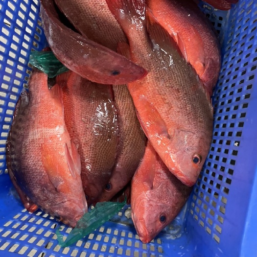 红鸡刺身级别的