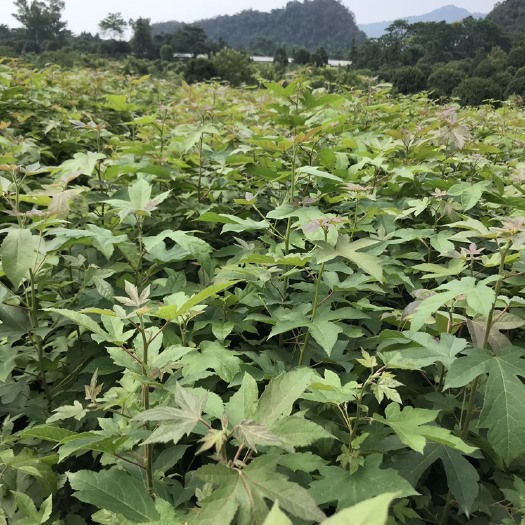 桂林枫香袋苗