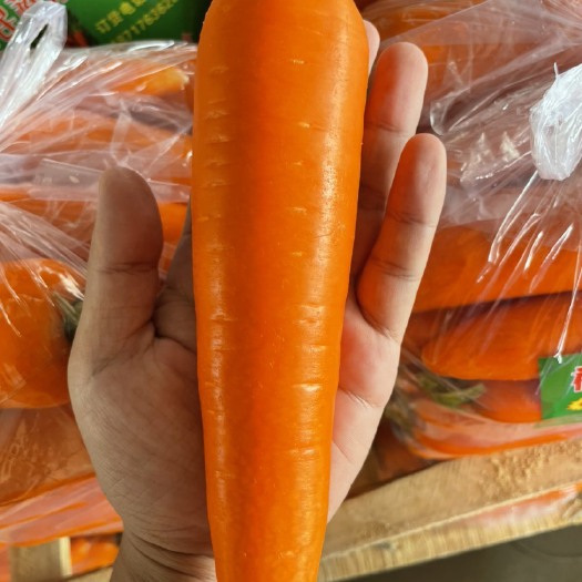 定边县精品胡萝卜大量上市 质量好价格低 欢迎订购