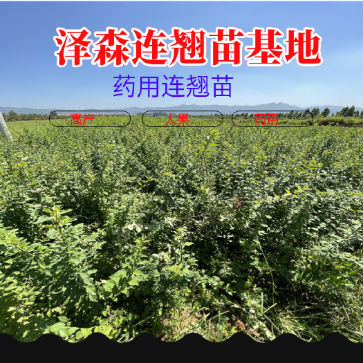 绛县1米连翘苗-当年连翘苗-高产连翘苗新品种药用连翘苗产地价格