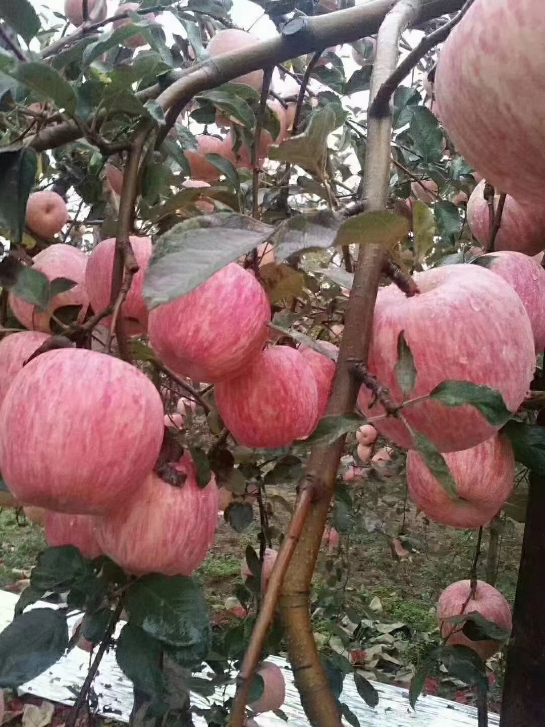 陕西苹果  新鲜采摘，产区直接发货