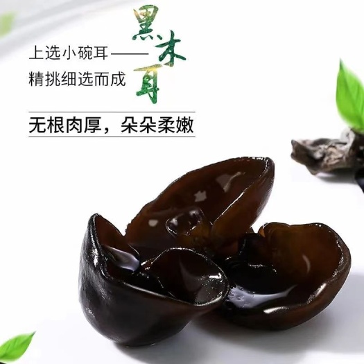 深山老林采摘精选木耳