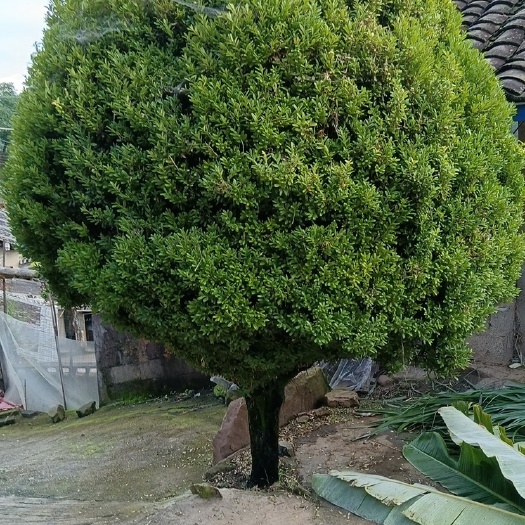 长沙黄杨