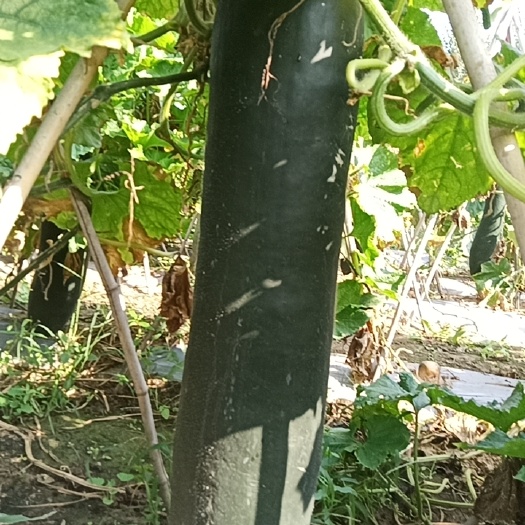 香河县黑吊瓜