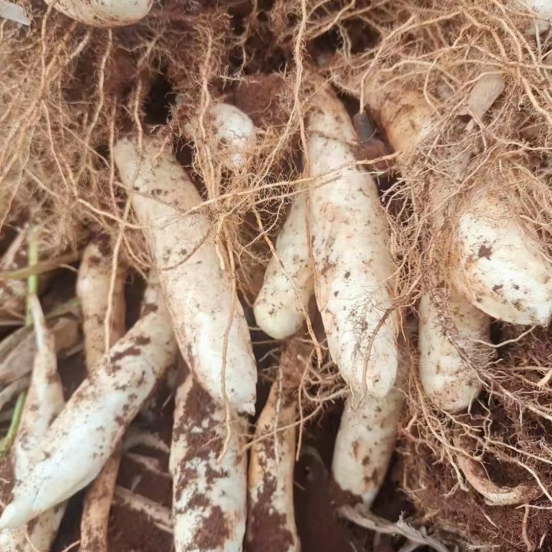 徐闻县竹芋  广东农家新鲜自种冬粉薯吉芩薯冬笋薯竹蒿薯

农家新鲜