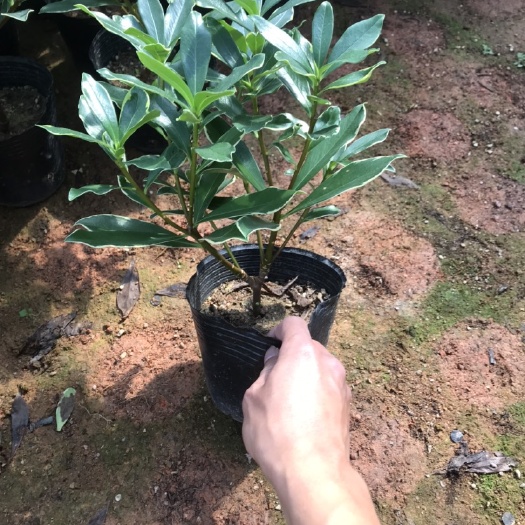 180瑞香，160瑞香，A货档口货产地直发批发
