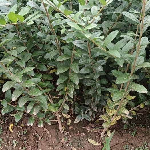 周至县水腊 营养杯水腊  产地直供 现起现发