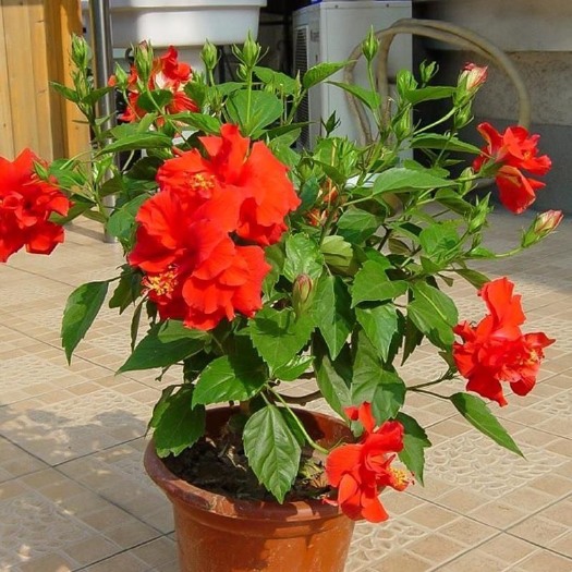 杭州扶桑花带花苞朱瑾树苗盆栽阳台庭院四季开花扶桑花重瓣耐寒花卉