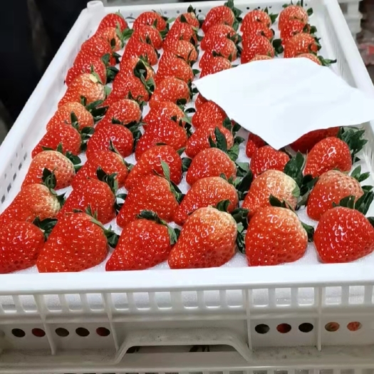 徐州【认证诚信代办】徐州红颜草莓大量上市