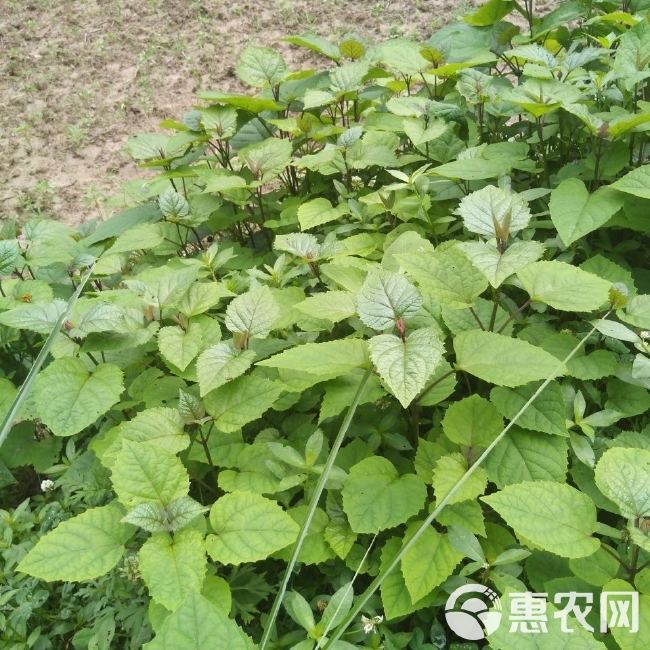 现挖臭牡丹苗臭八宝苗臭牡丹苗绿植臭芙蓉苗臭牡丹树苗南北种植