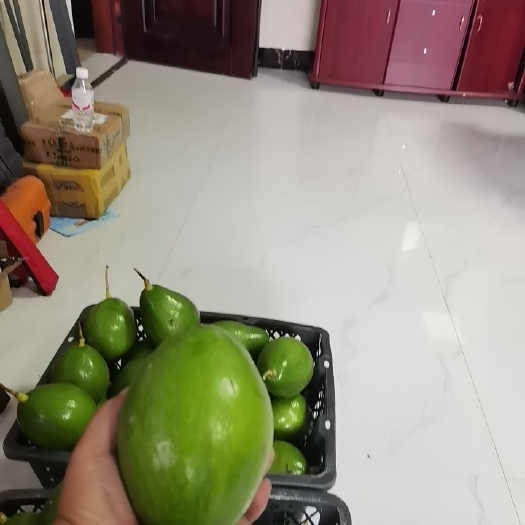 百色，桂垦3号