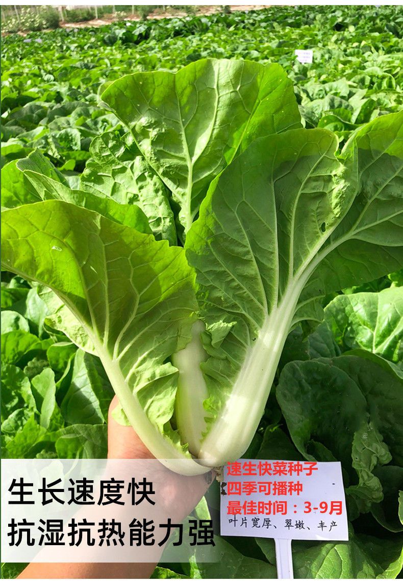 快菜种子小白菜籽四季小白菜种籽苗春秋冬季青蔬菜菜种籽大全种孑