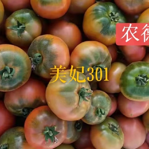 番茄苗 草莓番茄苗  铁皮柿子苗 西红柿苗 普罗旺斯番茄苗