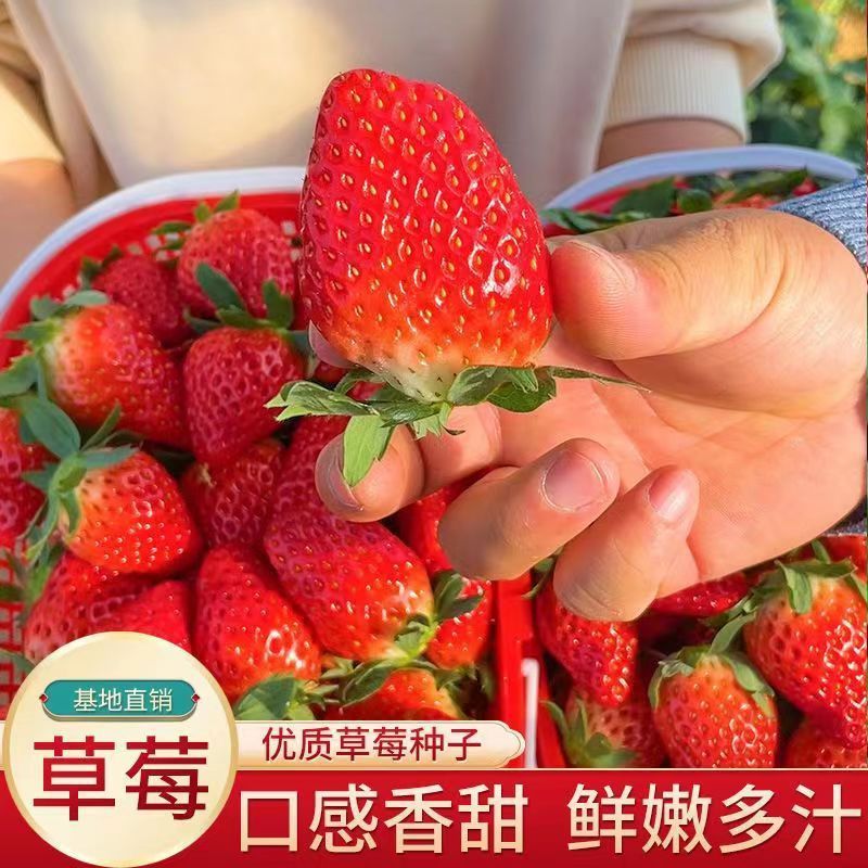 邵东市奶油大草莓种籽四季花种籽子草莓苗种植蔬菜种孑水果花卉种子