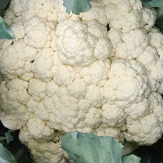 邢台玉兰白有机菜花大量上市