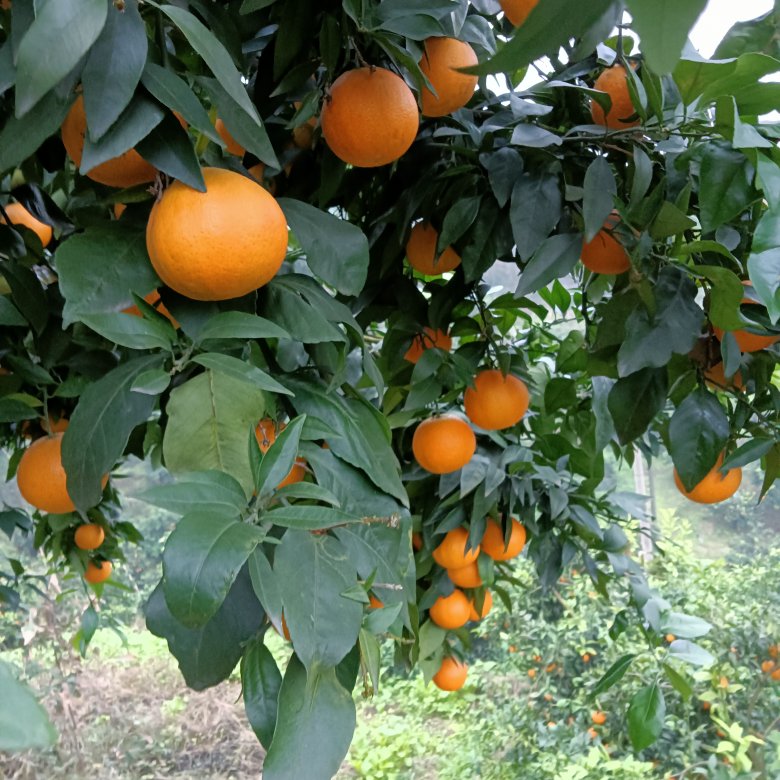 四川自贡荣县桔子基地
