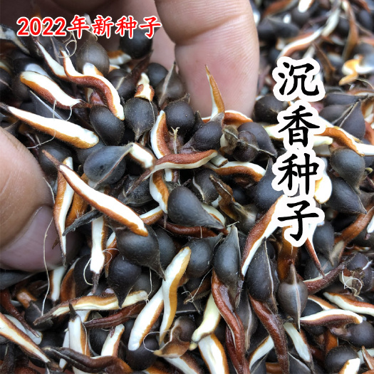 奇楠沉香种子绿奇楠沉香树苗沉香种仔白奇楠种子发芽率高新种子
