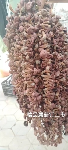 喀左县蘑菇  野生红蘑，