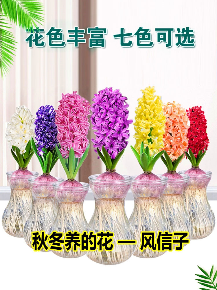 沭阳县风信子种球水培套装室内水养植物四季开花卉土培盆栽花种子水仙花