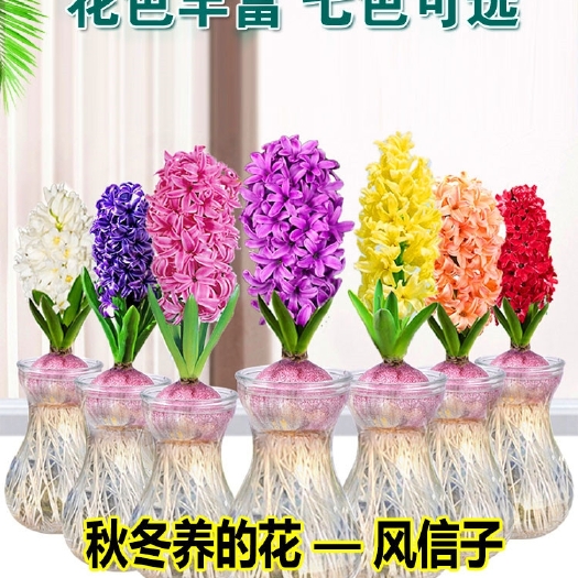 沭阳县风信子种球水培套装室内水养植物四季开花卉土培盆栽花种子水仙花