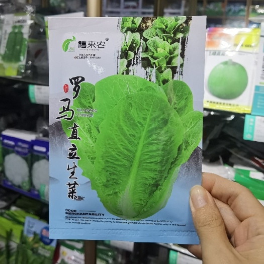 西安罗马直立生菜种子  四季播种可生吃的沙拉生菜种子