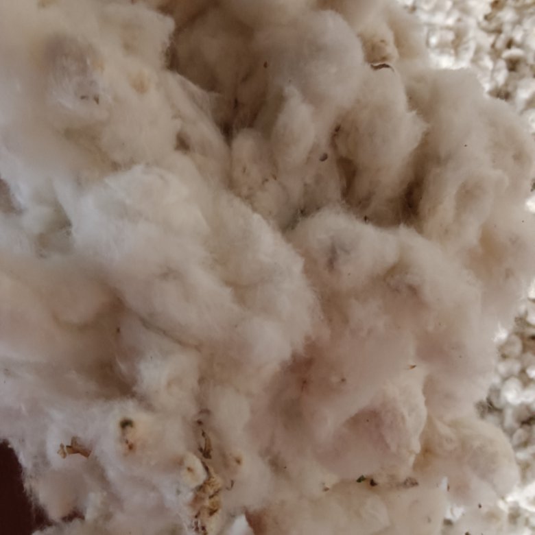 湖北江汉平原产4级籽棉衣分38左右。有需要的客户请联系。