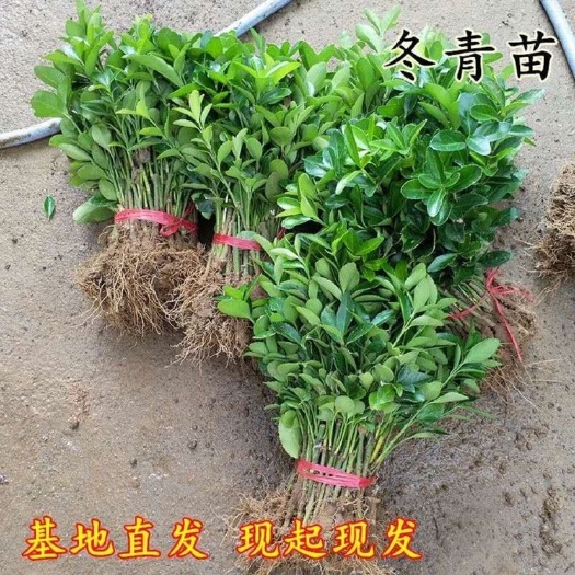 沭阳县冬青树苗四季常青万年青庭院冬青苗室外绿化苗围墙绿篱绿化带植物