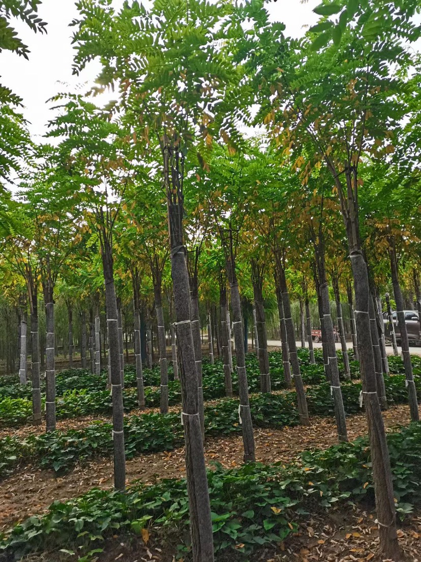 8公分香花槐