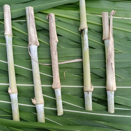 贞丰县贵州高原牧草巨菌草 象草种植四季牧草