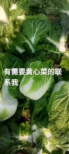 凌海市辽宁大白菜大量上市，各种品种，品质优，精挑细选，大量供应