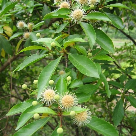 翁源县水杨梅苗细叶水团树苗水杨柳苗细叶水团苗南北种植盆景素材