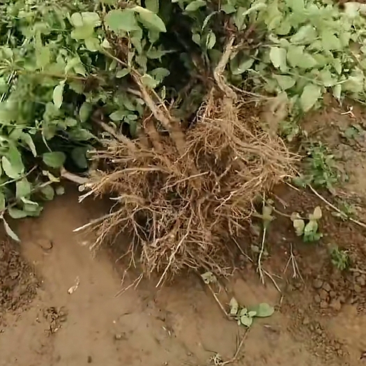 巨鹿县巨花一号树苗，
根系发达，
包成活