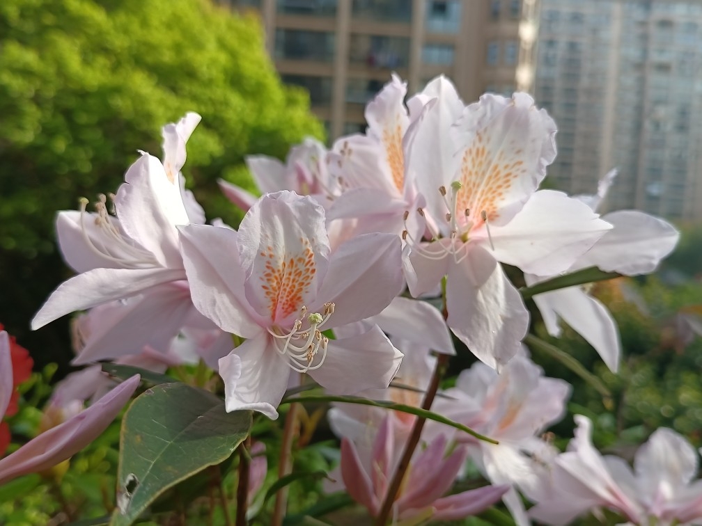 羊角扭树苗羊角花苗南北种植 多花杜鹃苗