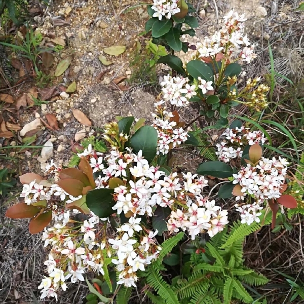 春花苗车轮梅庭院绿化绿植树苗 四季常绿石斑木苗当年开花盆栽