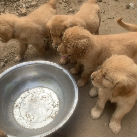 宿州金毛幼犬