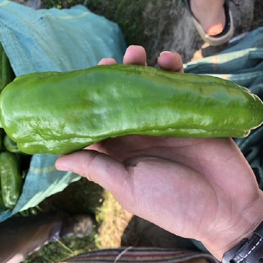 永德县精品辣椒
