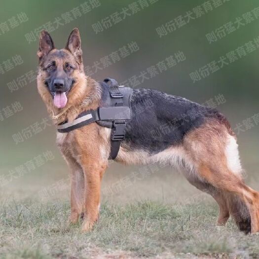 长沙纯种德国牧羊犬