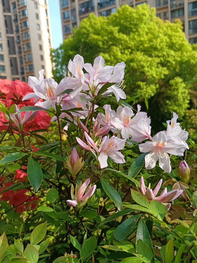 羊角扭树苗羊角花苗南北种植 多花杜鹃苗