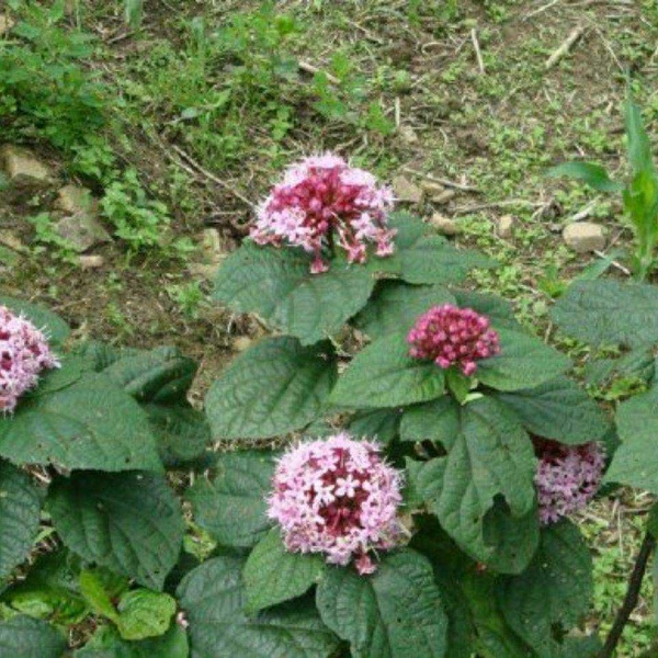 现挖臭牡丹苗臭八宝苗臭牡丹苗绿植臭芙蓉苗臭牡丹树苗南北种植